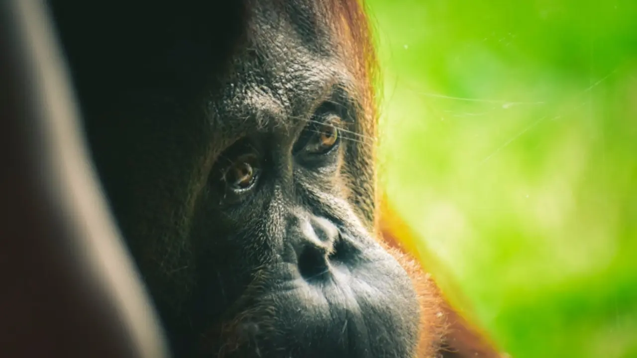 Un orangutan. / Pexels.
