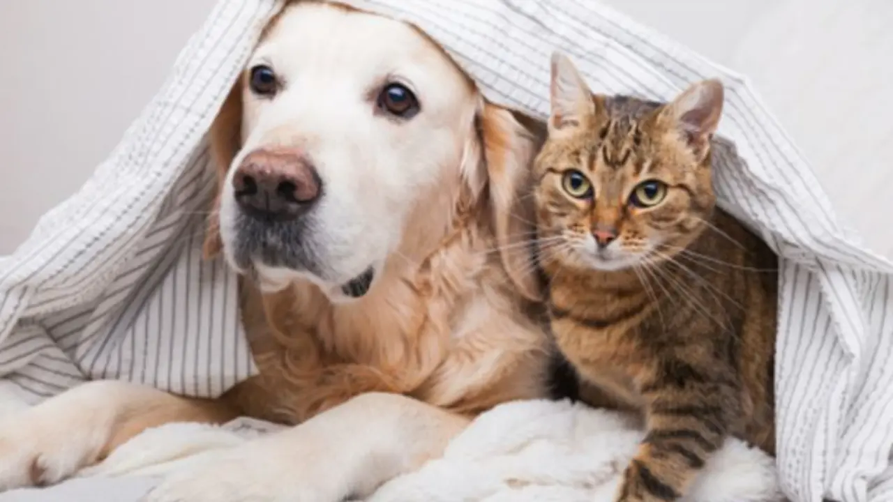 Un perro y un gato debajo de una tela. / Unplash.