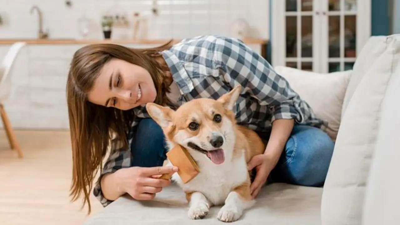 Una mujer peina a un perro. / Freepik.