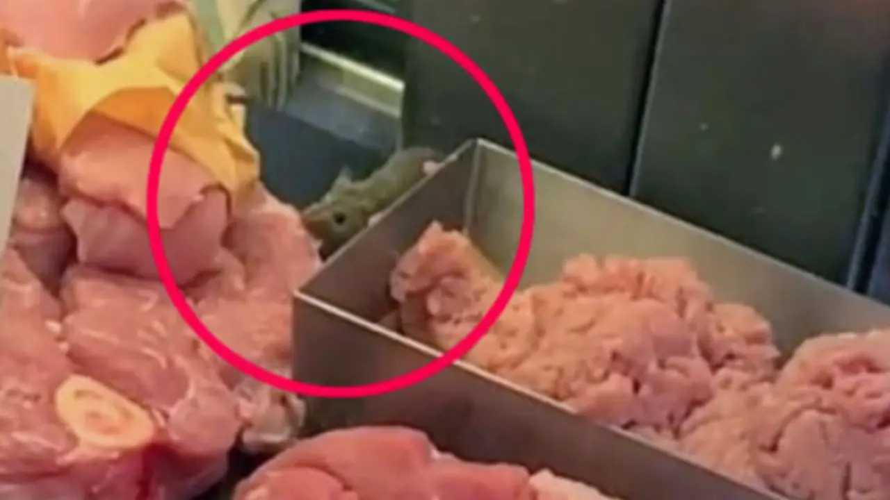 Un rat&oacute;n entre carne que iba a ser vendida en un supermercado. / Tiltok @DefineBritt