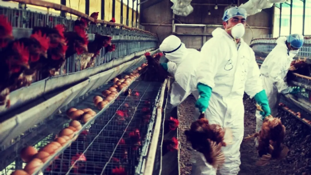 Sanitarios en una granja de aves. RR SS.