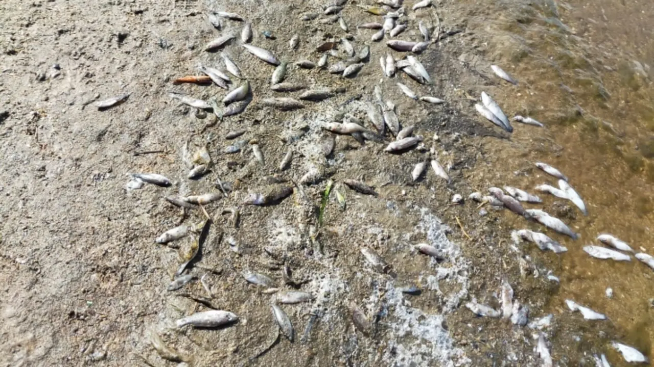 Peces muertos en el Mar Menor. Twitter @ilp_marmenor