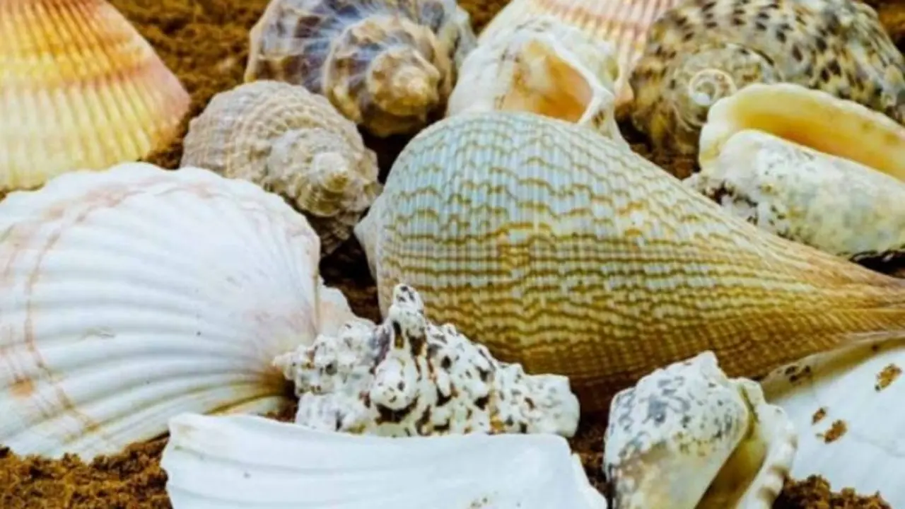 Conchas marinas. / Azarbe.