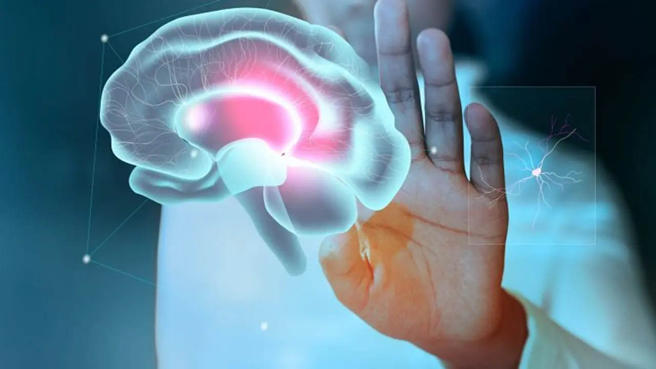 Estudio del cerebro. / Freepik.