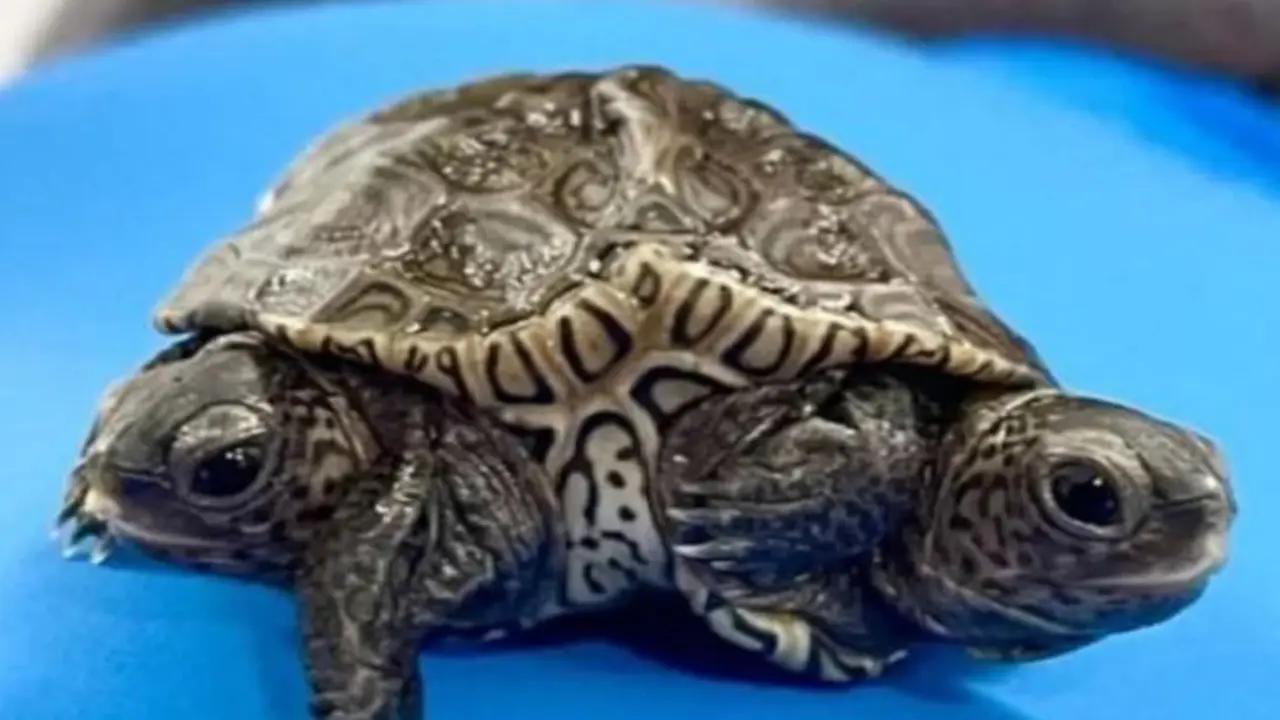 Tortuga de dos cabezas. / RRSS.