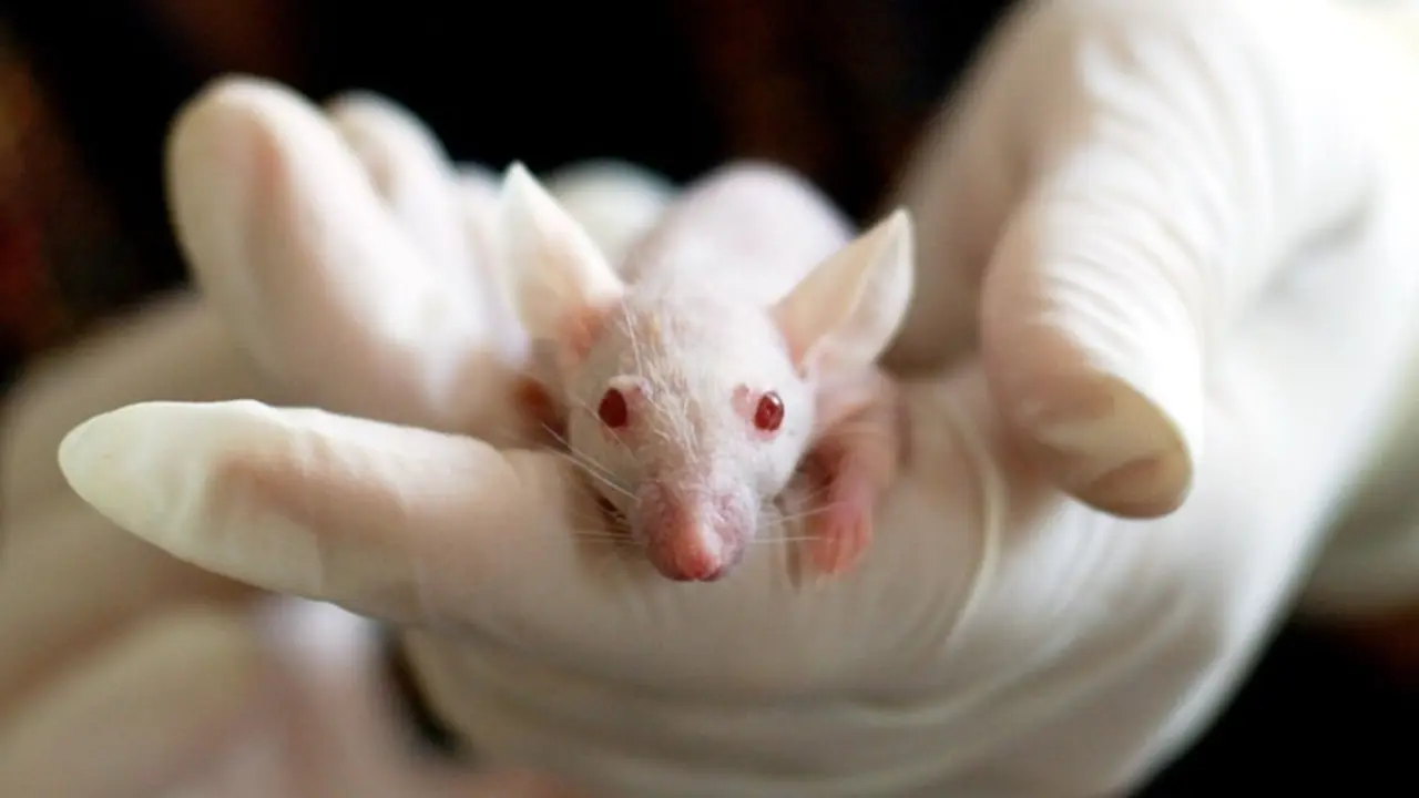 Rat&oacute;n de laboratorio. / Pexels.com.