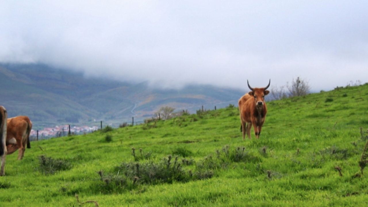 La rubia galega tambi&eacute;n presente en la Comarca de Lugo
