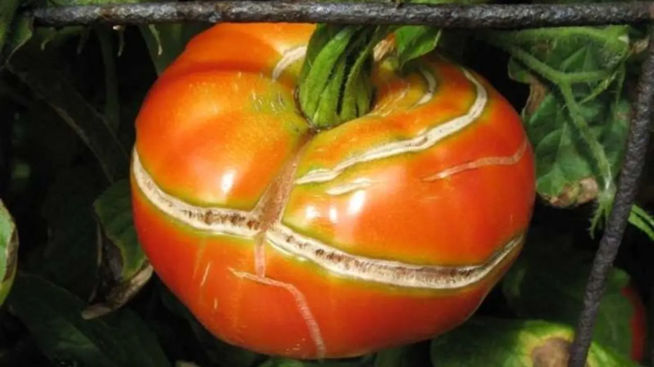 Tomate agrietado. / La Huertina de Toni.