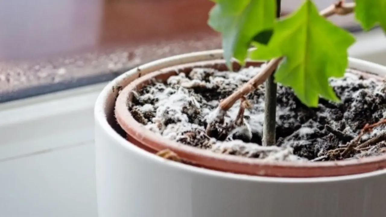 Planta con moho. / Verdecora.