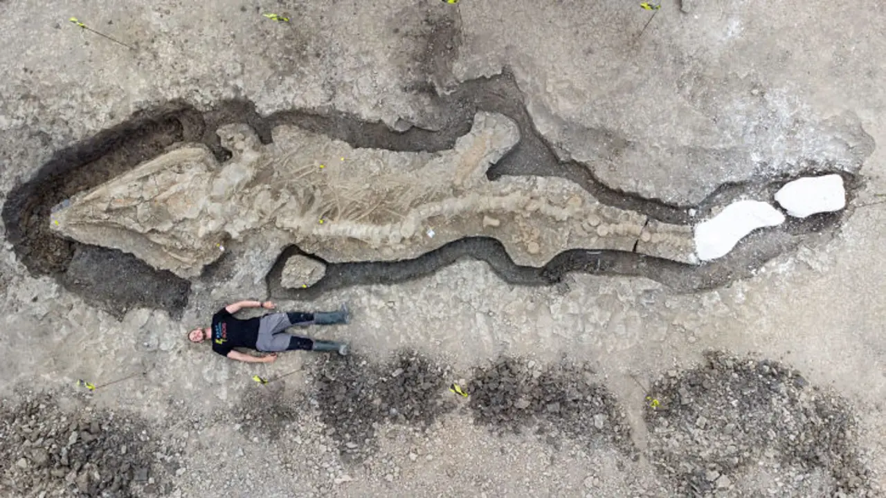 Un hombre se acuesta al lado de un f&oacute;sil gigante. / @RutlandWaterNR en Twitter.