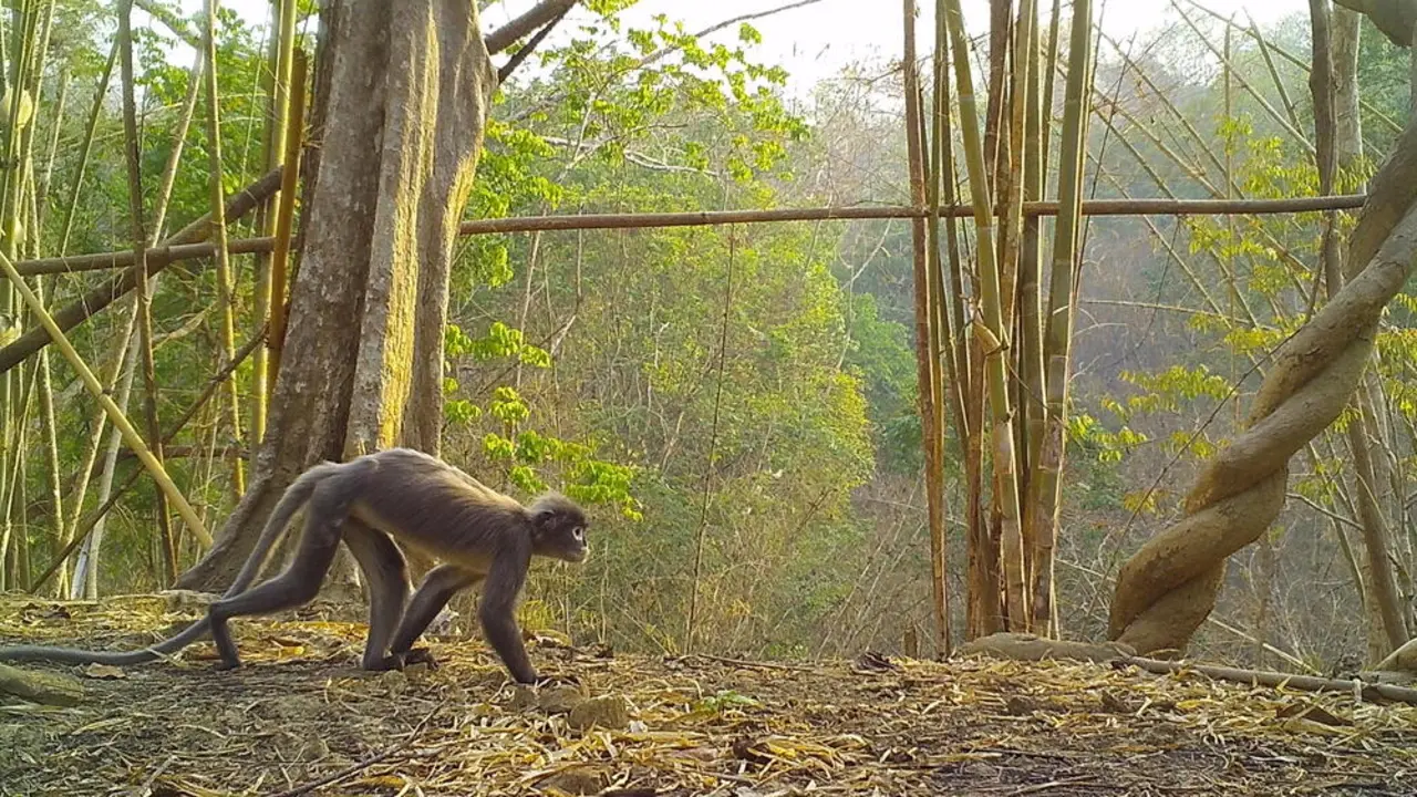 El Popa langur, primate reci&eacute;n descubierto en el Gran Mekong y que se cre&iacute;a extinto. / WWF