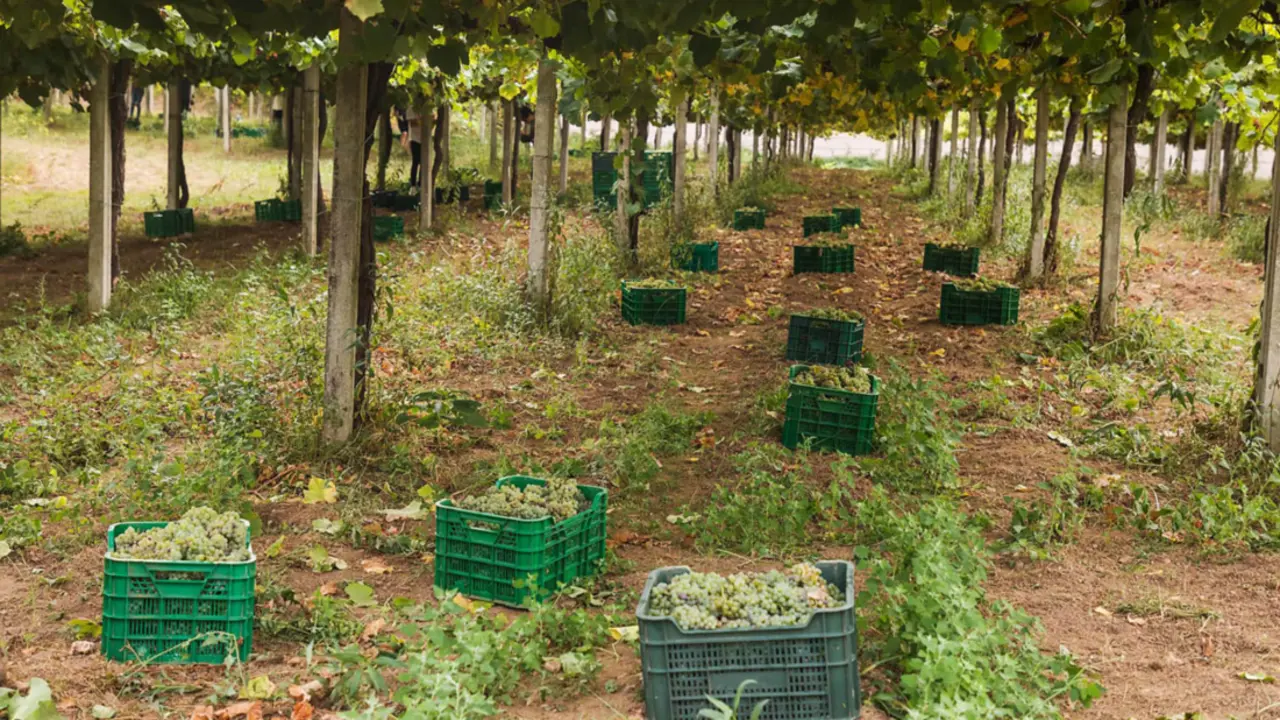 Viñedos de Adegas Terra de Asorei, nas R&iacute;as Baixas. / Mundiario