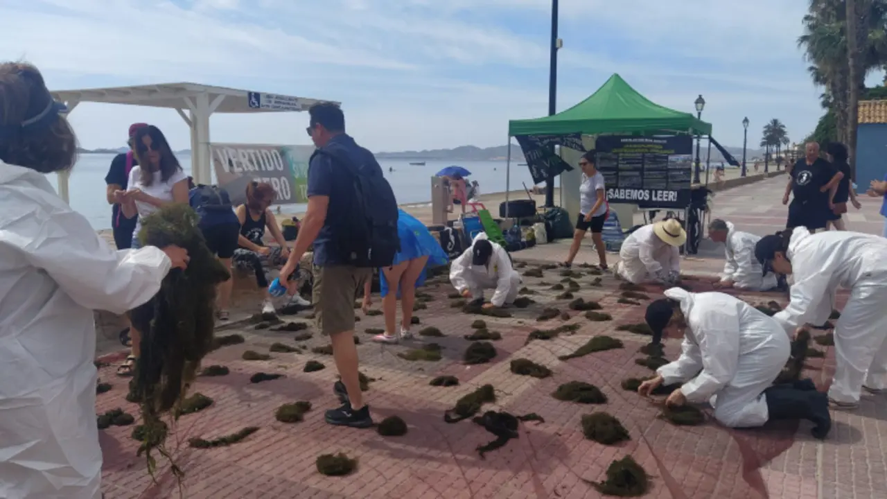 Recolecci&oacute;n simb&oacute;lica de biomasa en el Mar Menor. / Twitter @PAcToMarMENOR.