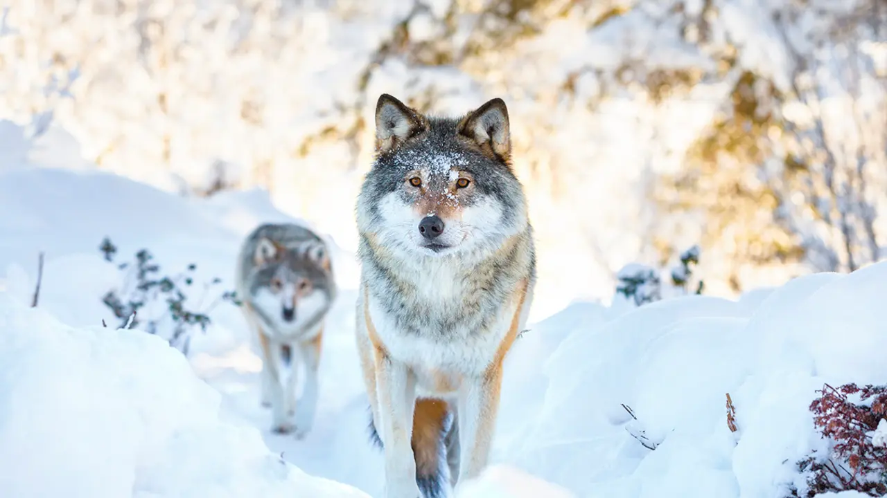 El lobo gris, ancestro com&uacute;n de los perros. / RR.SS.