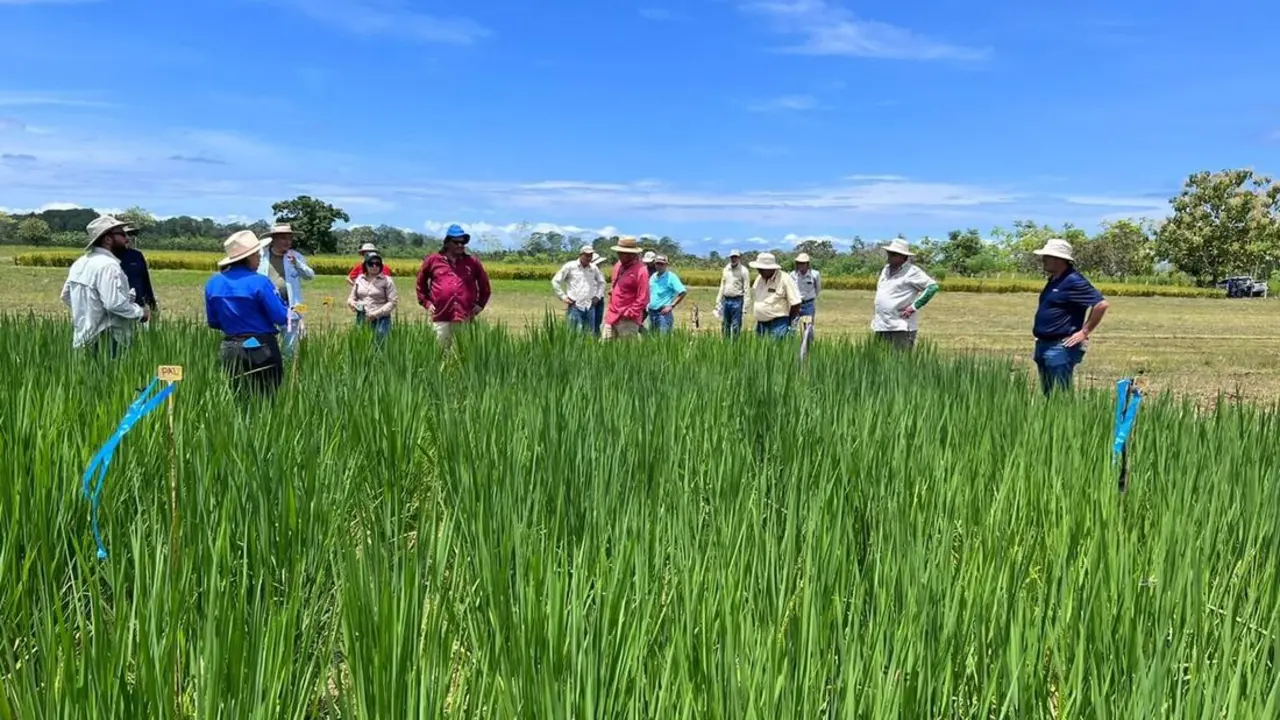 Productores de la Región Pacífico Central. / Conarroz
