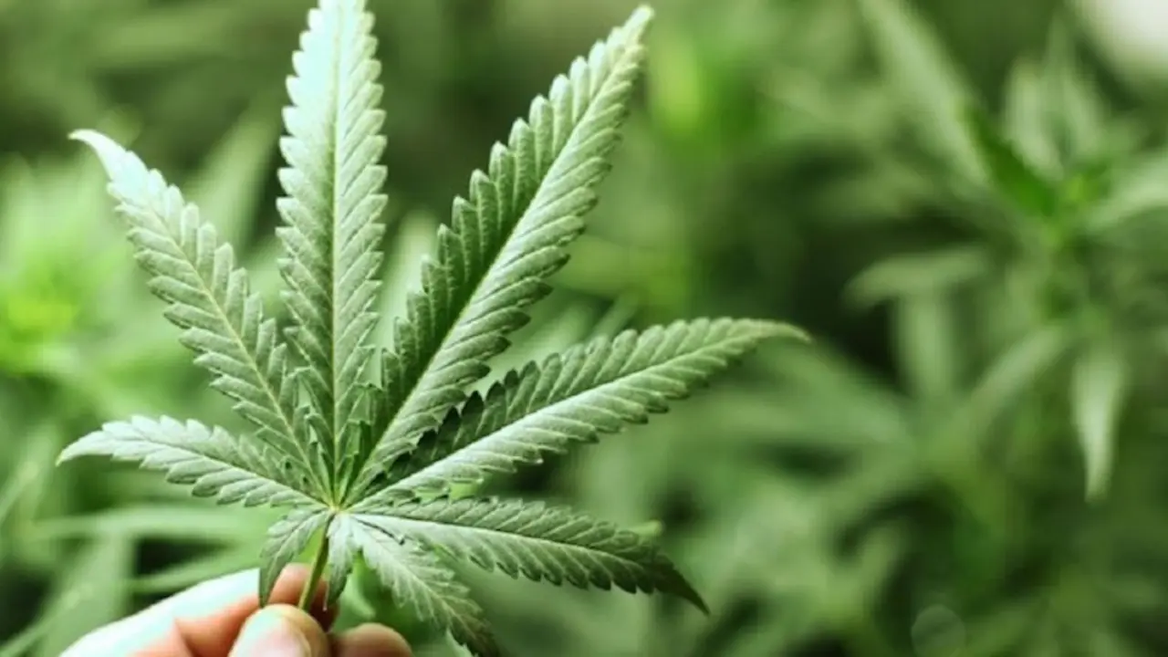 Cannabis recreativo. / RR SS