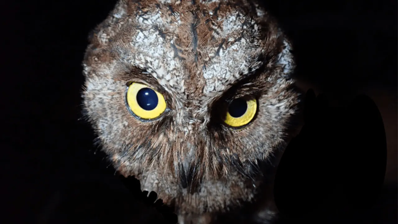 Otus bikegila, nueva especie de b&uacute;ho descubierto en Santo Tom&eacute; y Pr&iacute;ncipe. / Martim Melo-SINC