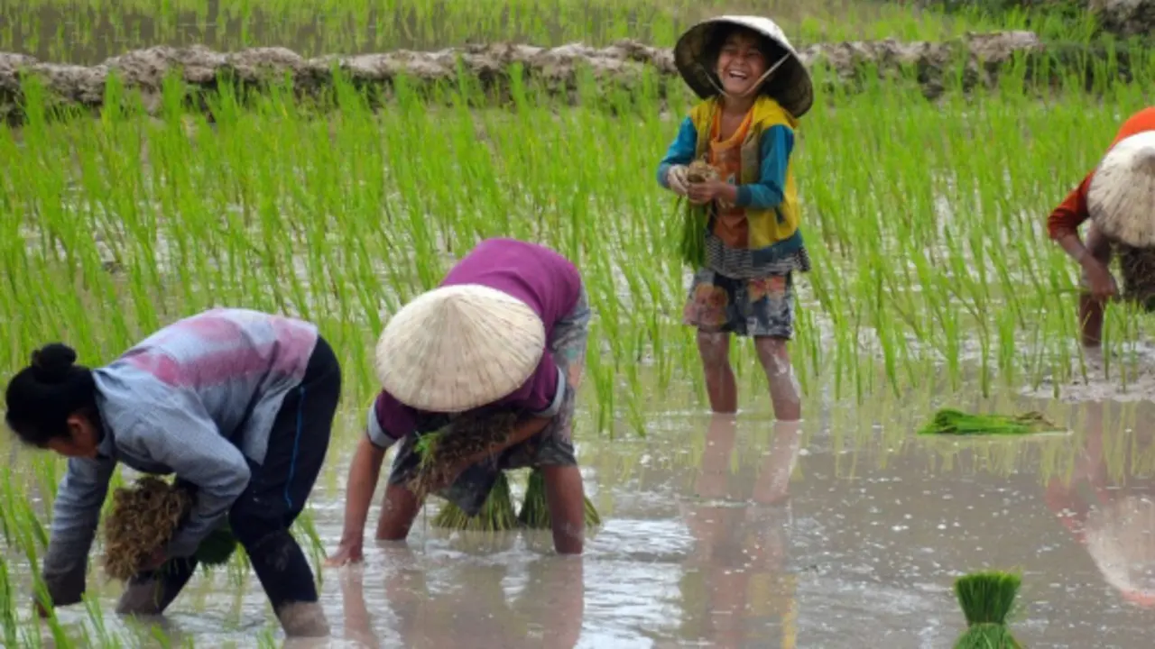Aldeanos cultivando arroz de secano en los humedales de Beung Kiat Ngong, Rep&uacute;blica Democr&aacute;tica Popular Lao. / FAO