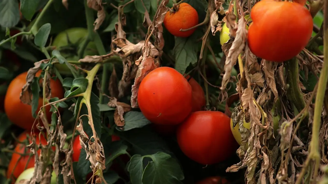 Plantas de tomate. / RR.SS.