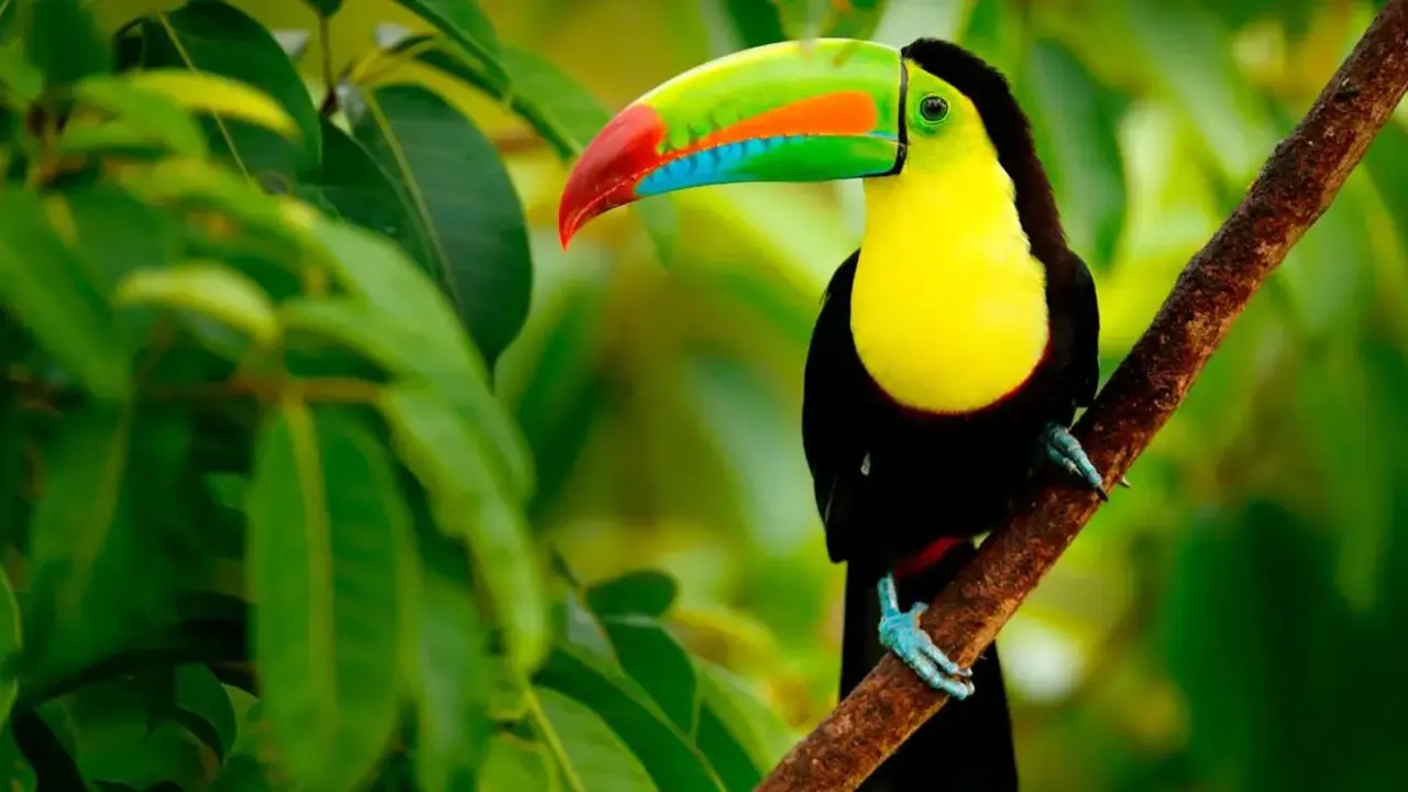 Fauna costarricense./ RR SS