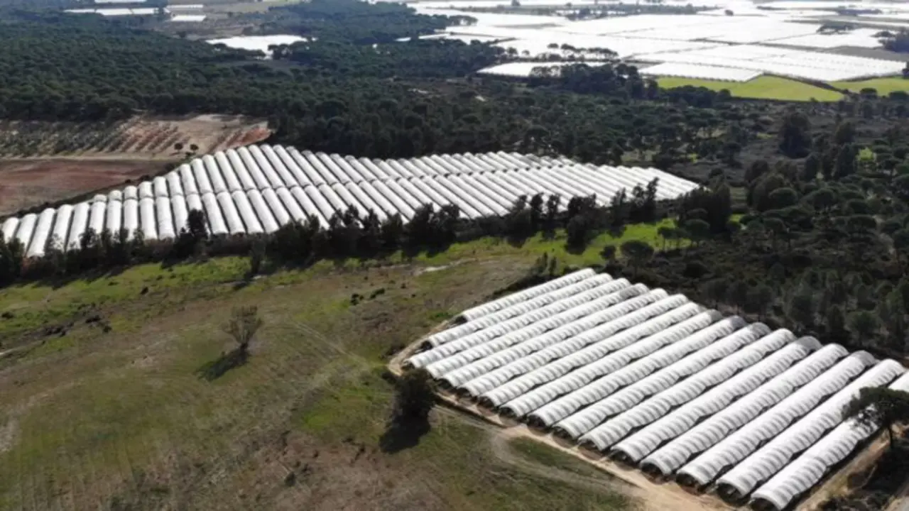 Toma a&eacute;rea de cultivos en la Corona Forestal de Do&ntilde;ana. / WWF.