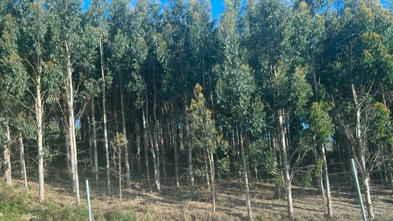 Eucaliptos en Galicia. / Mundiario