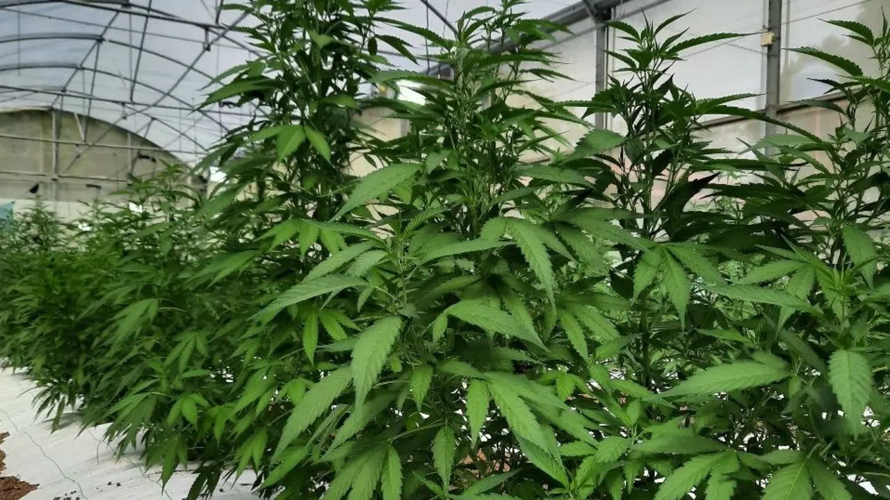 Cannabis medicinal./ RR SS