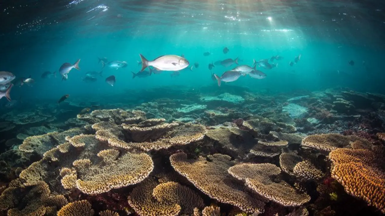 El arrecife de Coral en Australia es el sistema coral&iacute;fero m&aacute;s grande del mundo. / Ocean Image Bank - Matt Curnock.