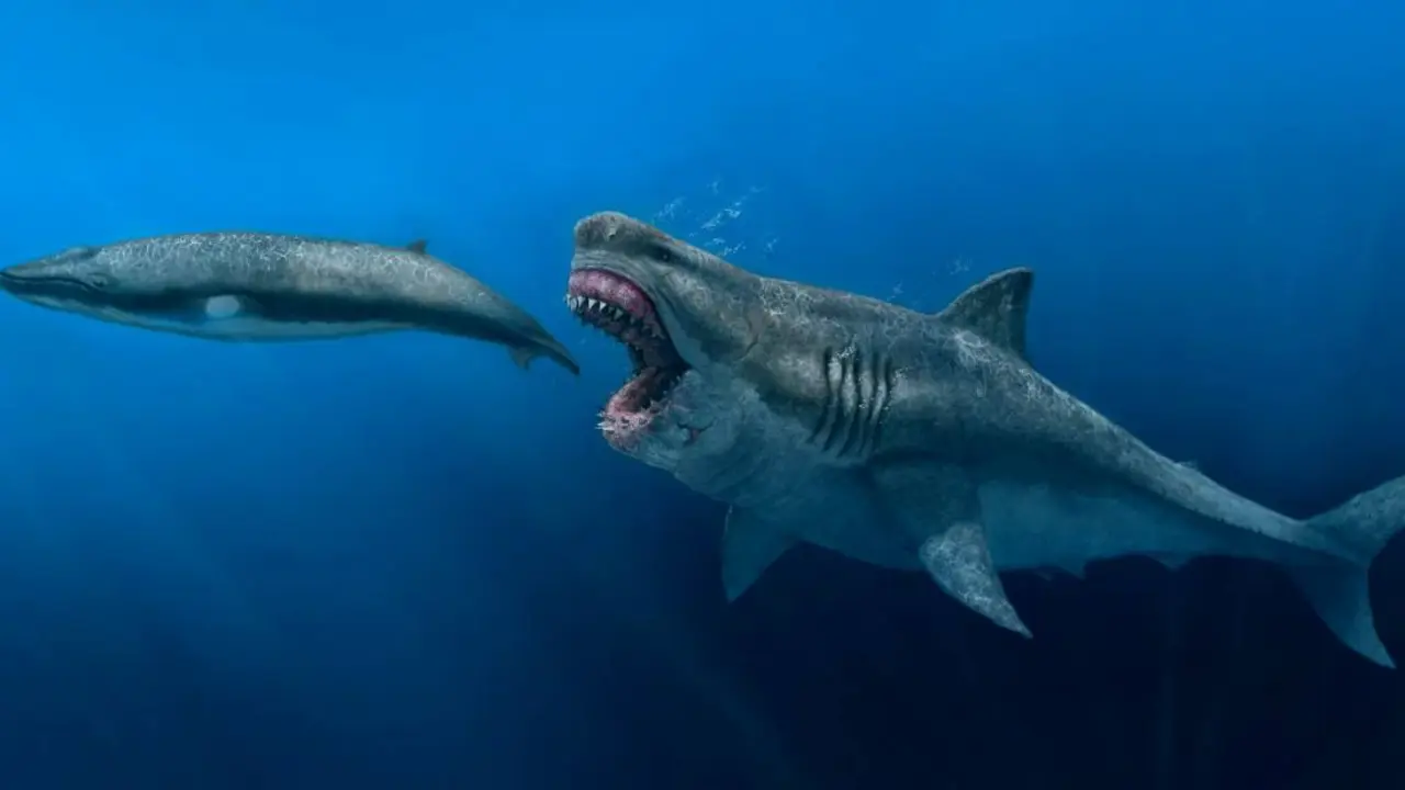 Representaci&oacute;n art&iacute;stica de un Otodus megalodon en el Piloceno. / SINC