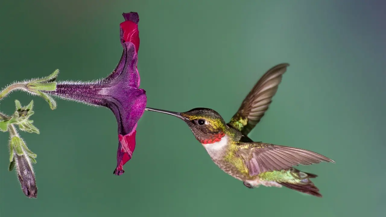 Colibr&iacute;./ RR SS