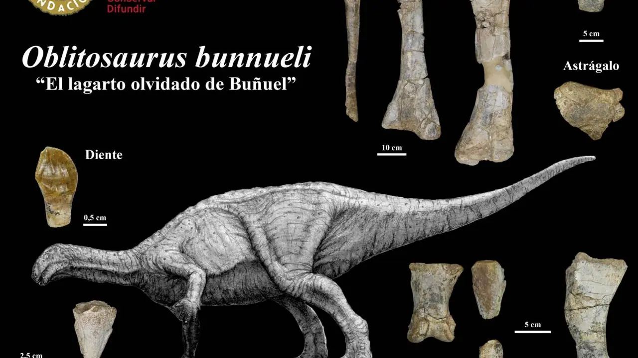 Ilustraci&oacute;n y f&oacute;siles del Oblitosaurus bunnueli hallado en Teruel. / Fundaci&oacute;n Din&oacute;polis