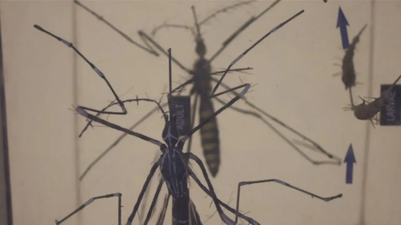 El mosquito Aedes es transmisor del virus del Zika. / Kate Mayberry/IRIN.