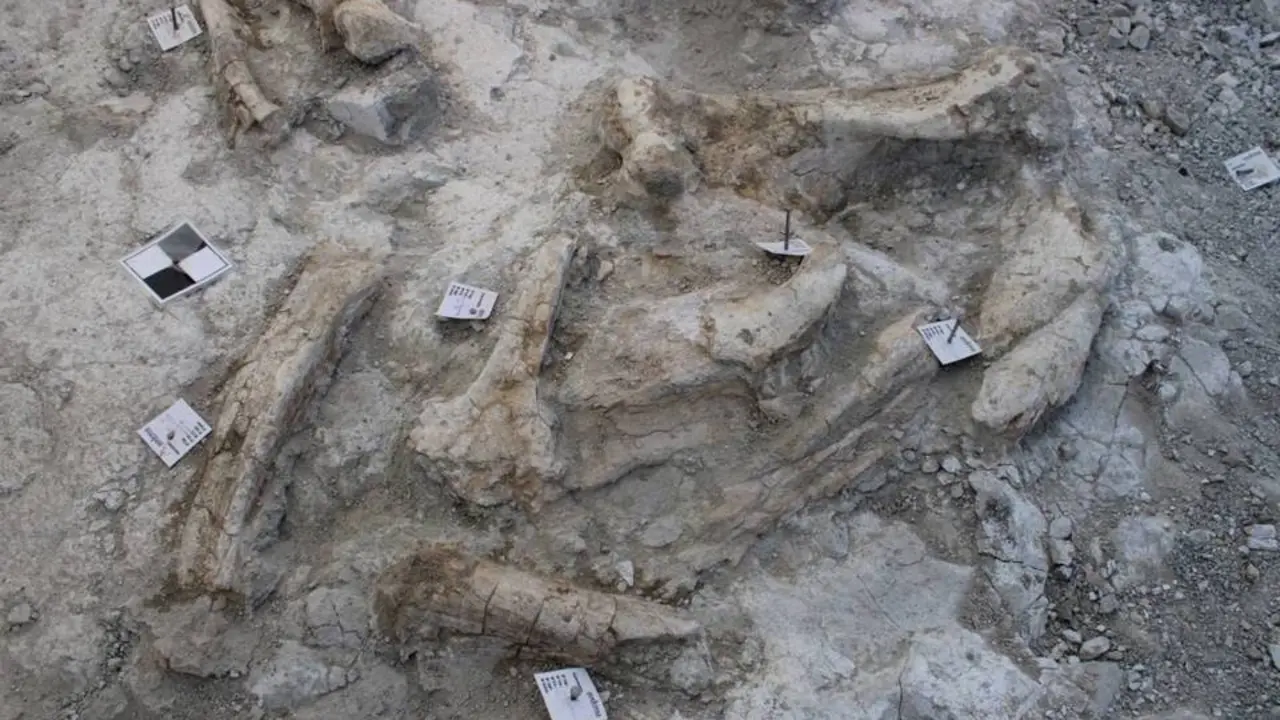 Cementerio de elefantes prehist&oacute;ricos en la Comunidad de Madrid. / RR.SS.
