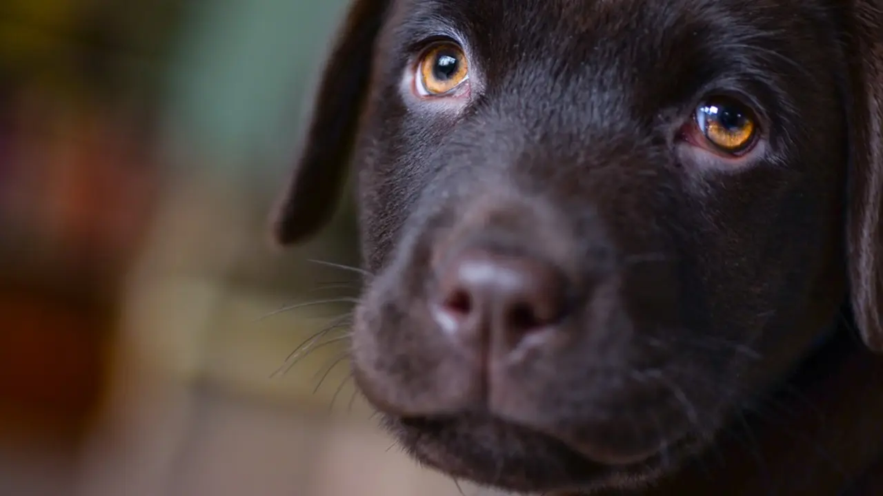 Cachorro de labrador. / Perro Pixabay