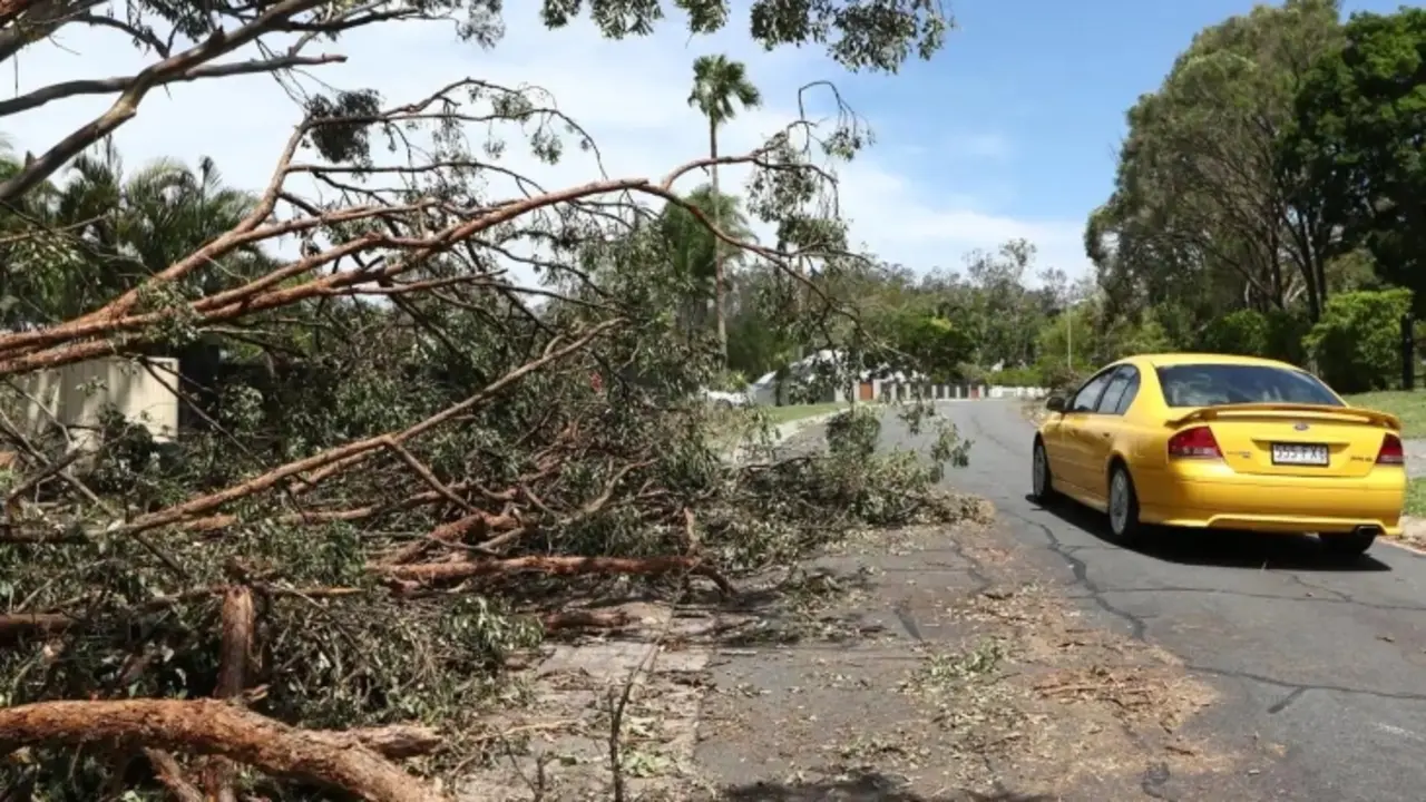 &Aacute;rboles ca&iacute;dos por el fuerte temporal que afecta el este de Australia. / RR SS.