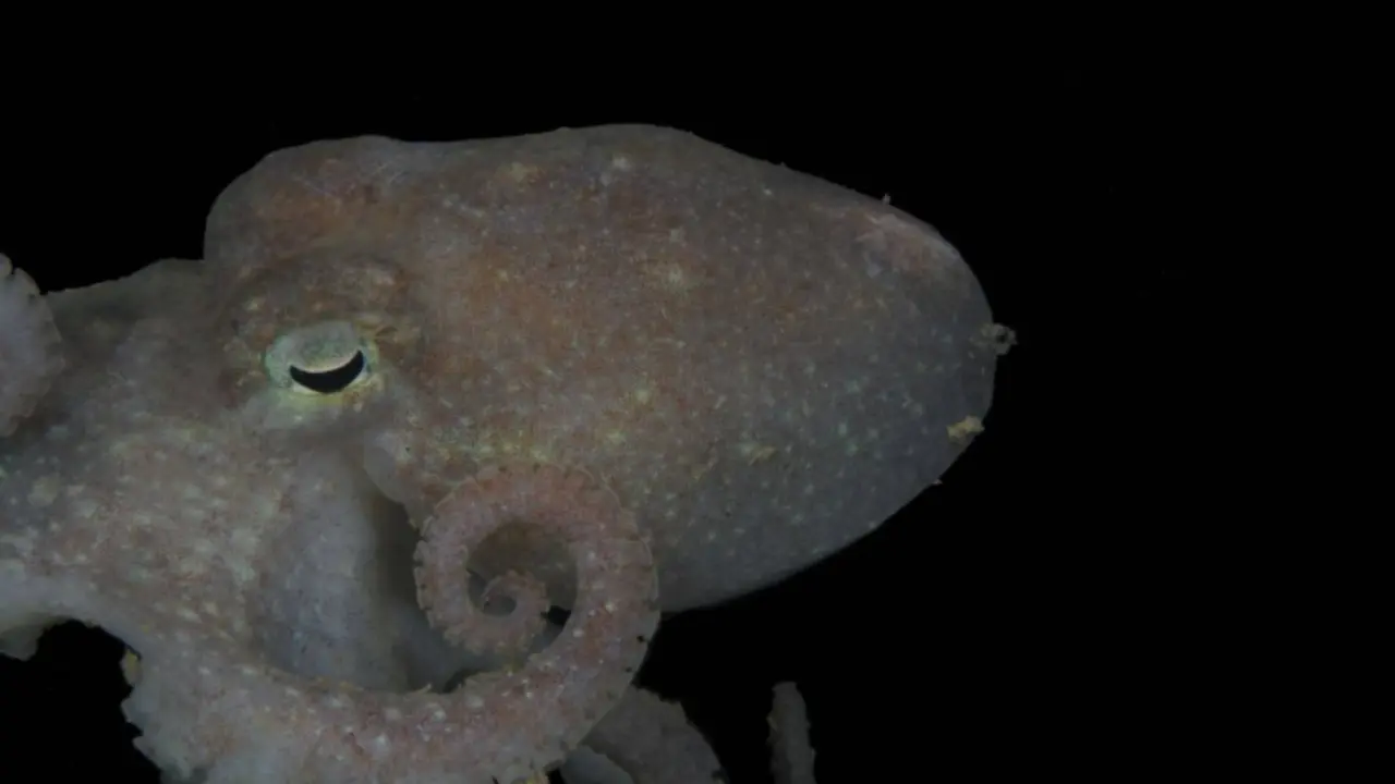 Pulpo de Turquet en la Ant&aacute;rtida. / Universidad de Australia Occidental