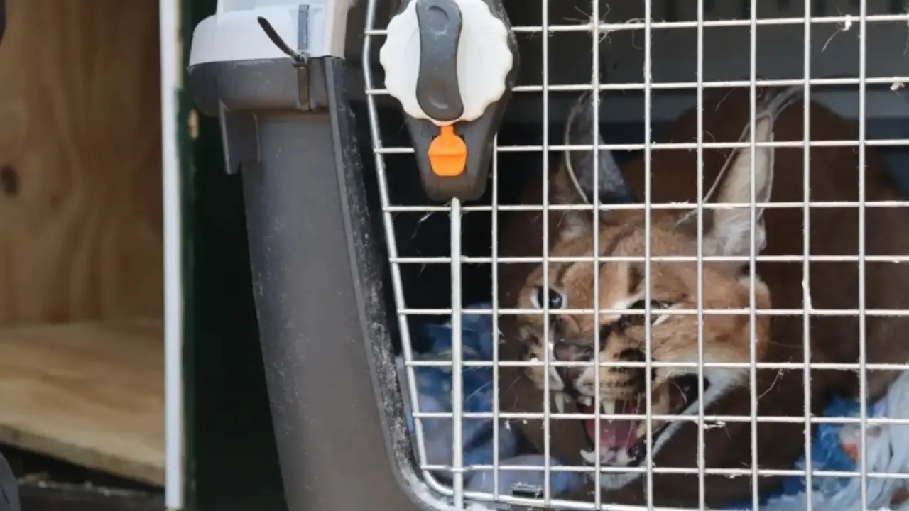 La Guardia Civil ha intervenido un ejemplar de lince africano (caracal). / RR SS.