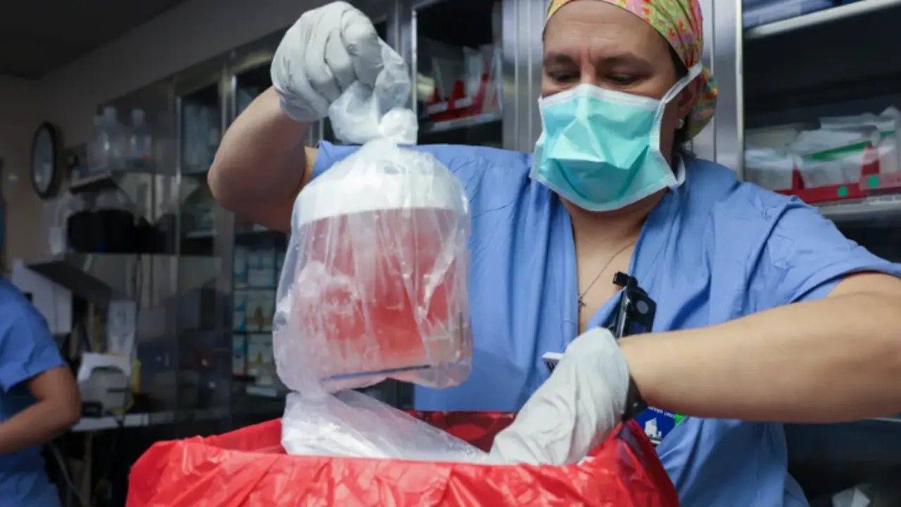 Melissa Mattola-Kiatos, especialista en enfermer&iacute;a, extrae el ri&ntilde;&oacute;n de cerdo de su caja para prepararlo para el trasplante. / Hospital General de Massachusetts