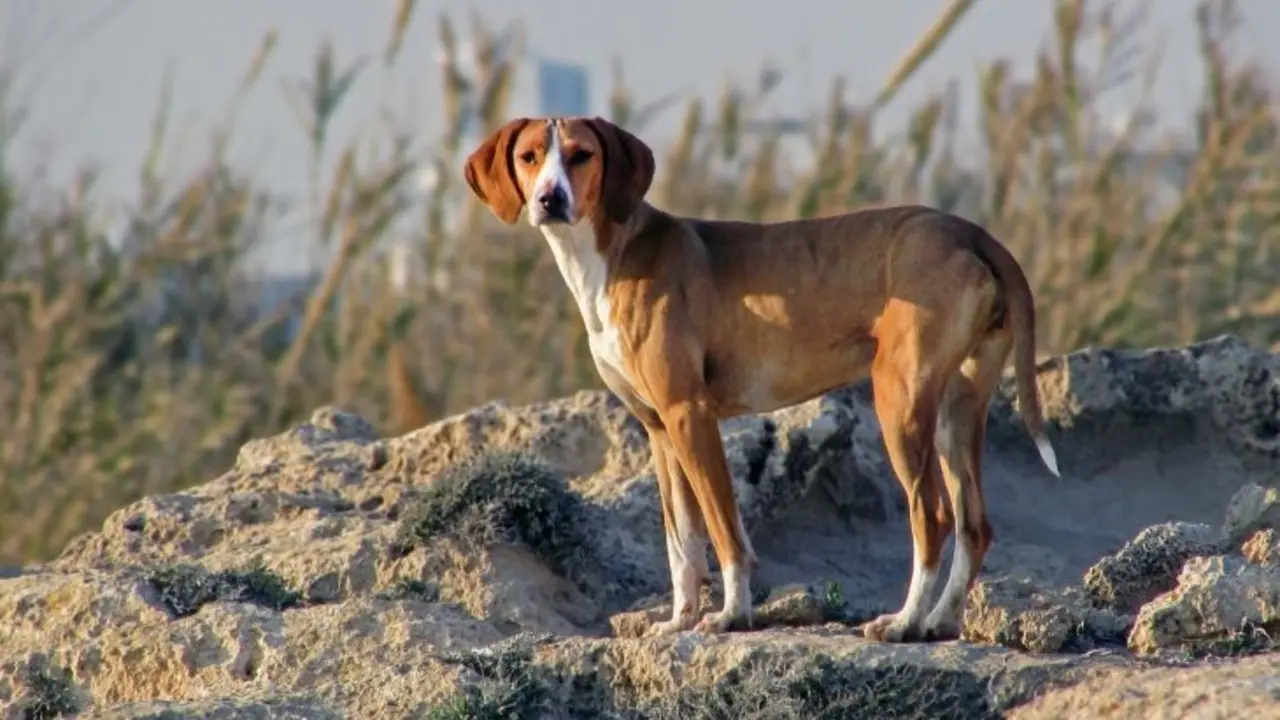Perro braco h&uacute;ngaro. / RR.SS.