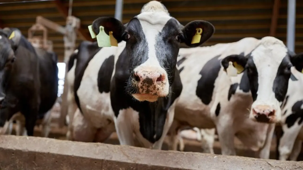 Vacas lecheras. / RR.SS.