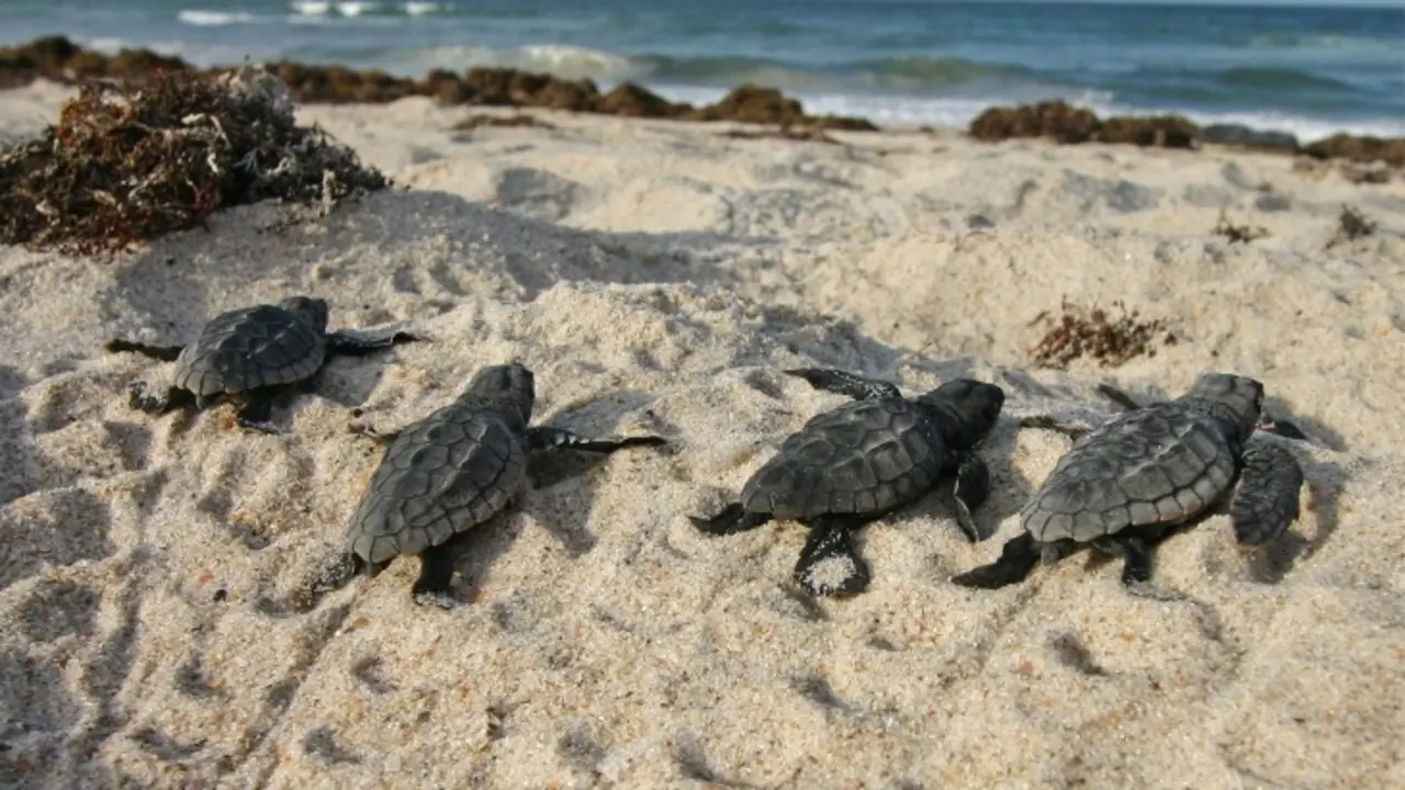 Cr&iacute;as de tortugas salen de un nido en una playa de la costa. / RR SS.