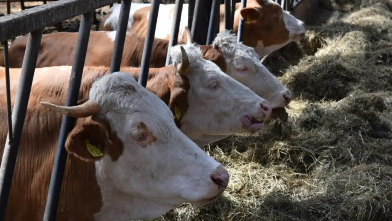 Vacas lecheras. / RR.SS.