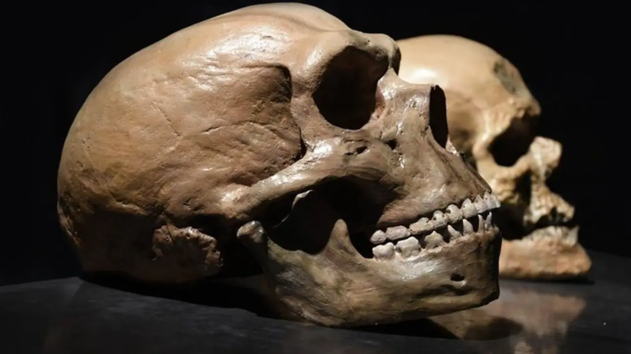 Comparaciones entre los cr&aacute;neos de un neandertal y de un Homo sapiens. / RR.SS.