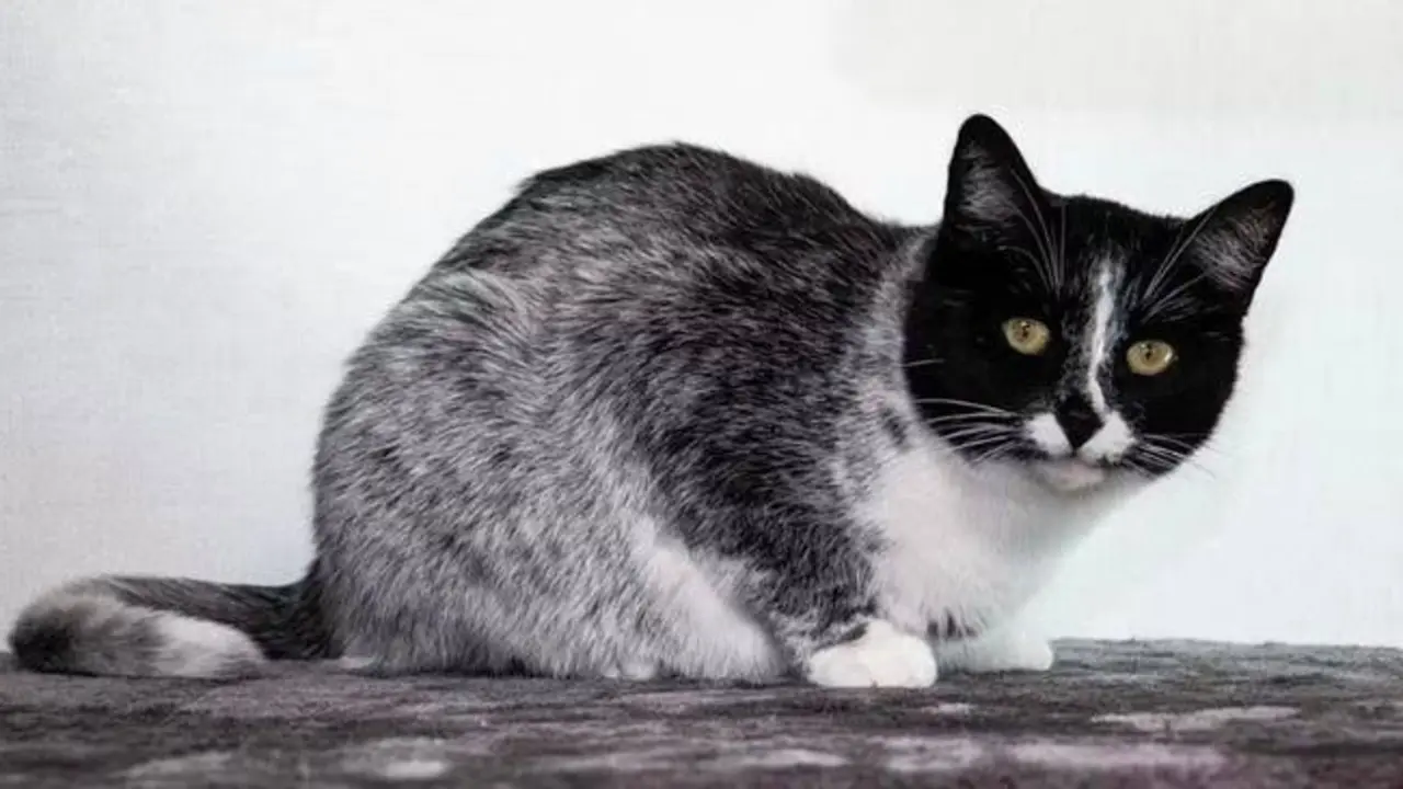Gato salmiak. / RR.SS.