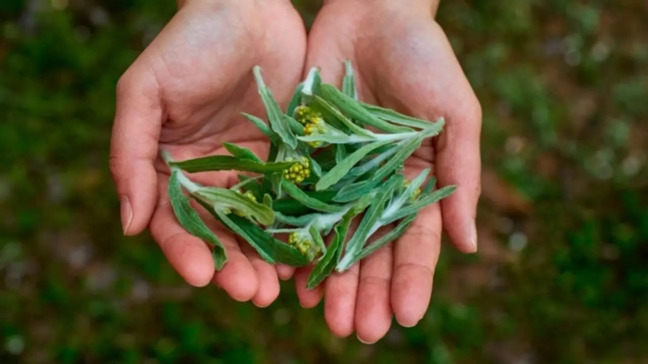 Artemisia, planta medicinal. / RR SS.