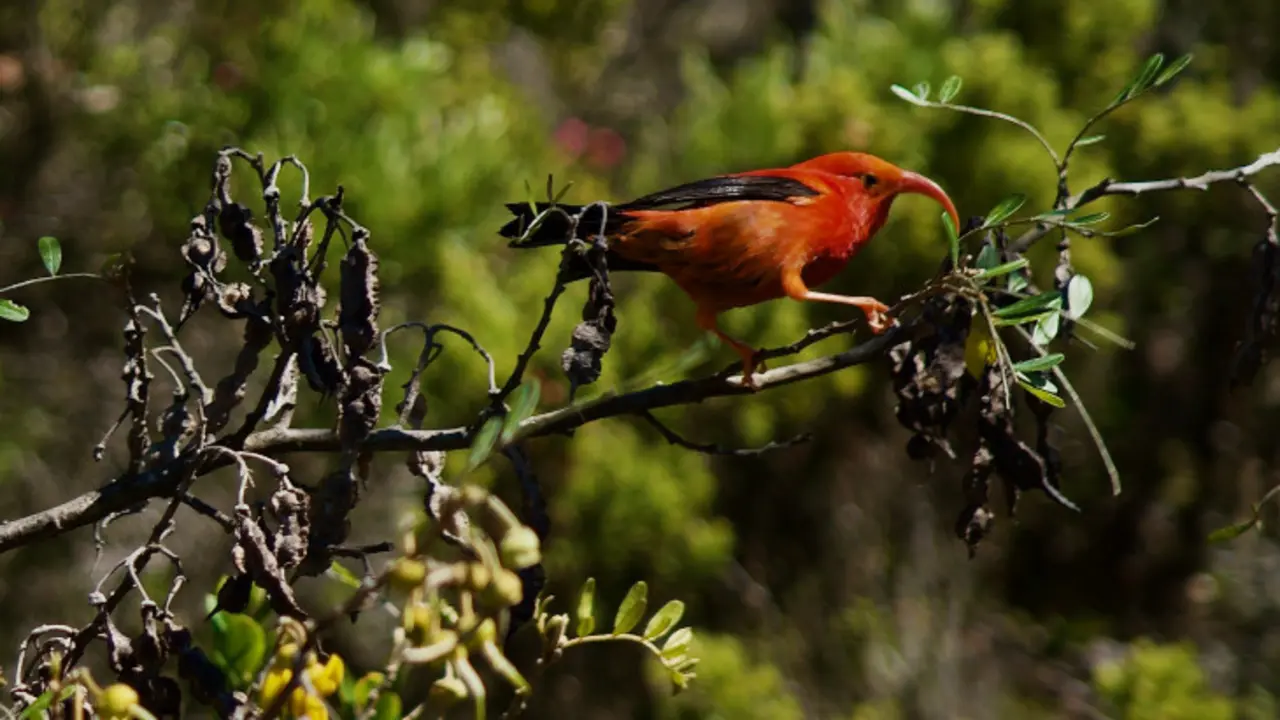 El mielero escarlata (&rsquo;i&rsquo;iwi), Haw&aacute;i. / RR.SS.