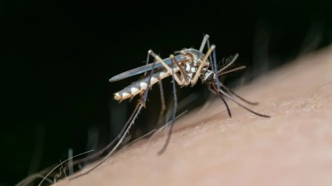 Mosquito. / RR SS.