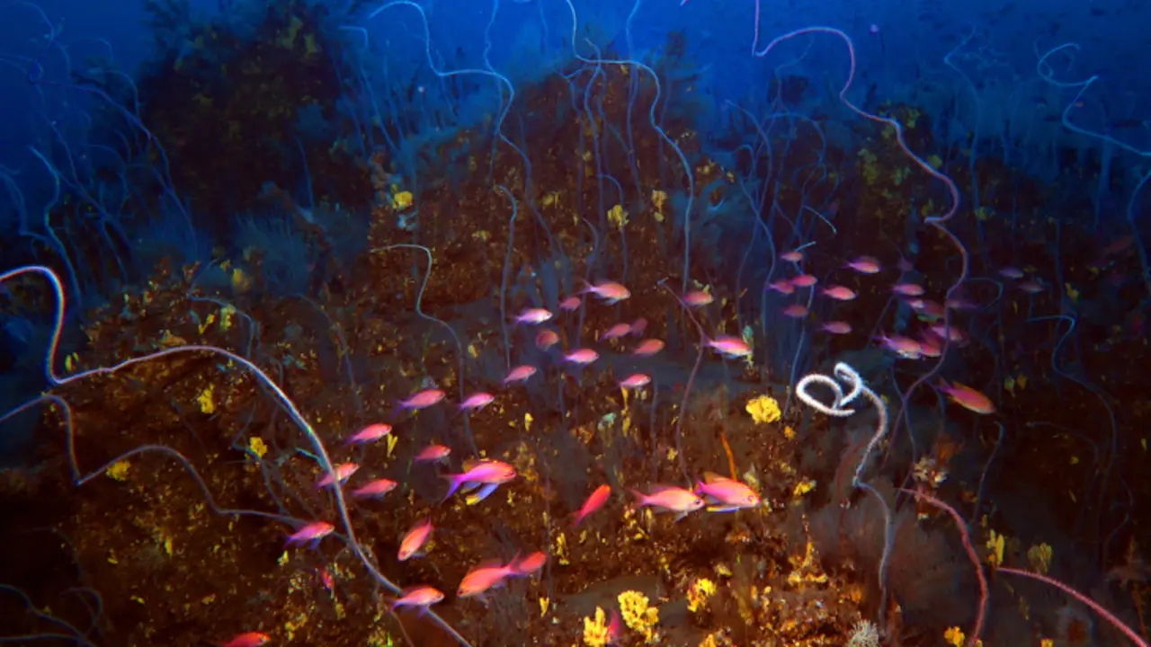 Corales y peces en la lava submarina del volc&aacute;n Tajogaite de La Palma. / IGME-CSIC
