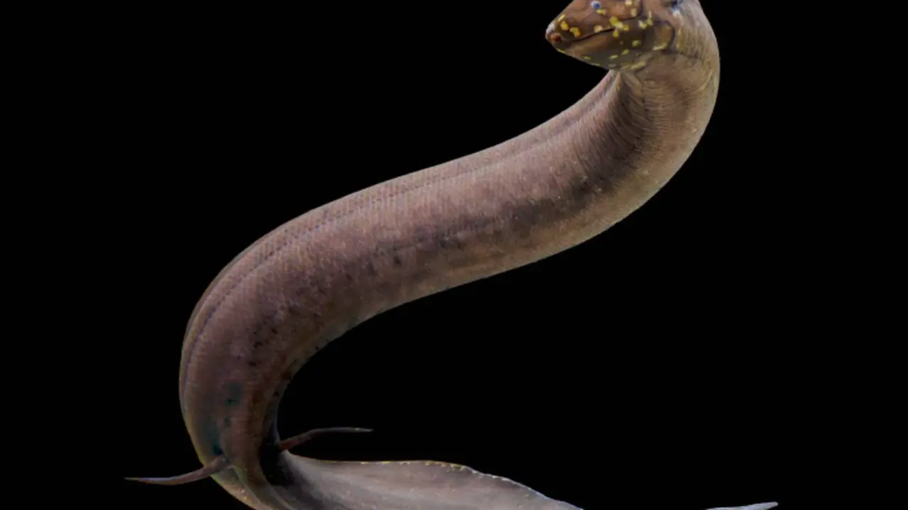 Pez pulmonado sudamericano (Lepidosiren paradoxa). / Universidad Estatal de Luisiana