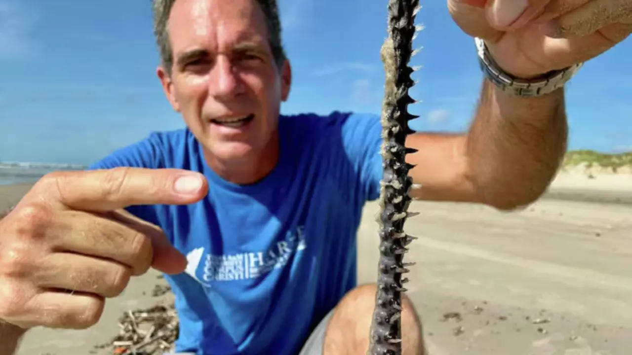 Gusano de cerdas en las playas de Texas. / Harte Research Institute